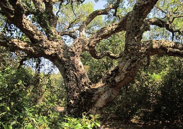 L'albero dell'anno