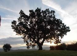 L'albero dell'anno