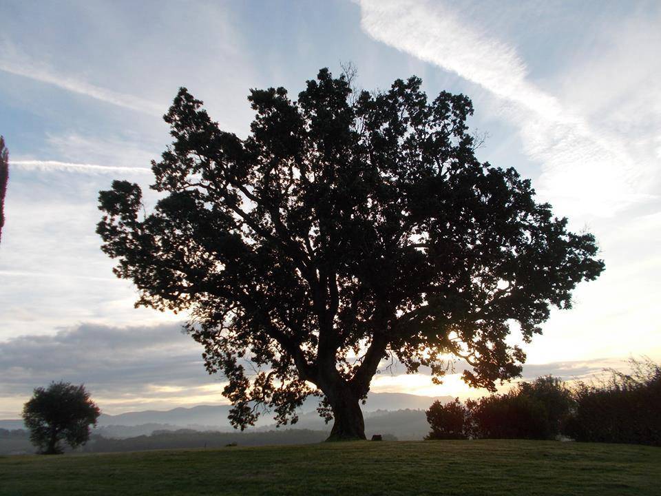 L'albero dell'anno