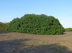 L'albero dell'anno