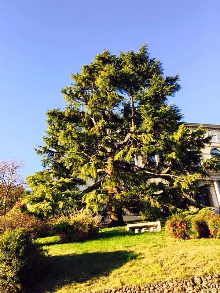 L'albero dell'anno