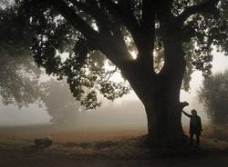 L'albero dell'anno