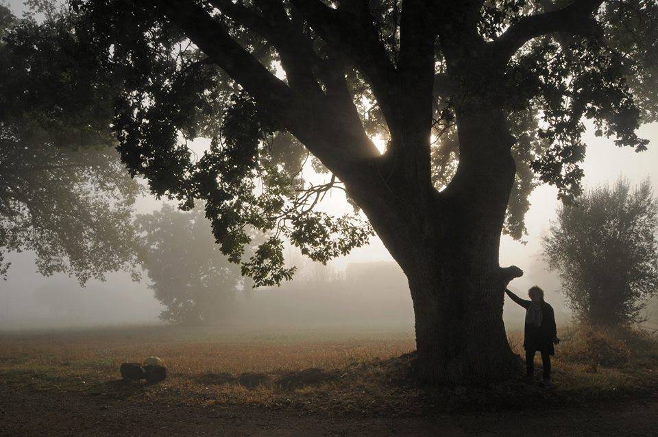 L'albero dell'anno