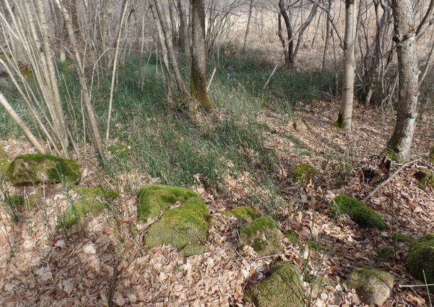 La mercorella