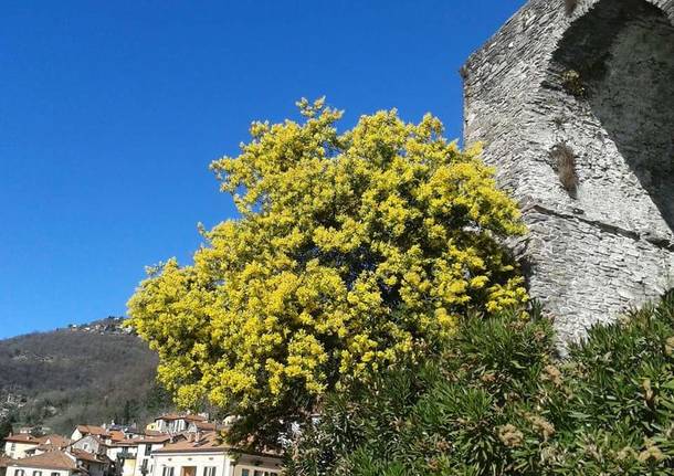 La mimosa di Maccagno - foto di Laura Olivas