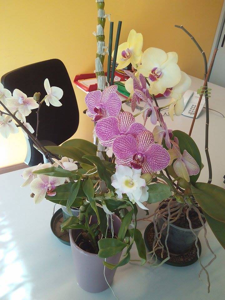 Le orchidee di Angela