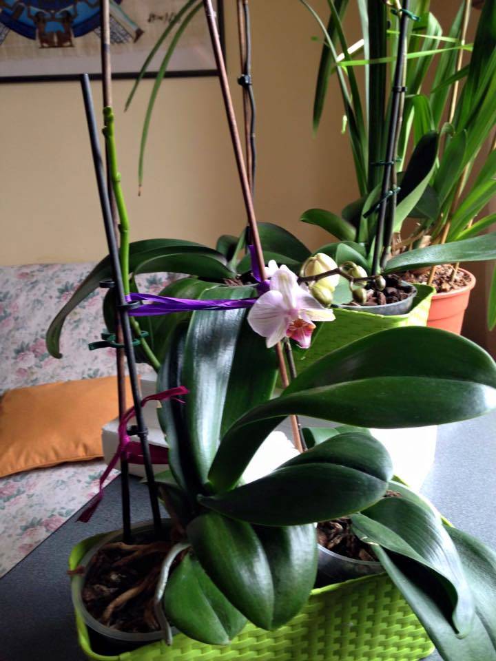 Le orchidee di Loredana - foto di Loredana Luini