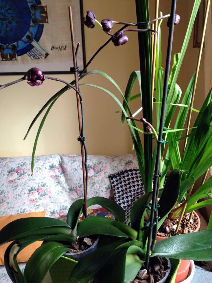 Le orchidee di Loredana - foto di Loredana Luini