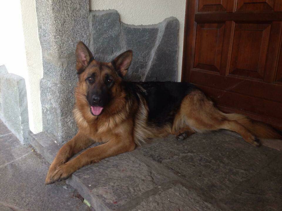 Maya
