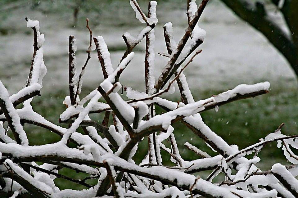 Neve, le foto da "Oggi nel Varesotto" - 1