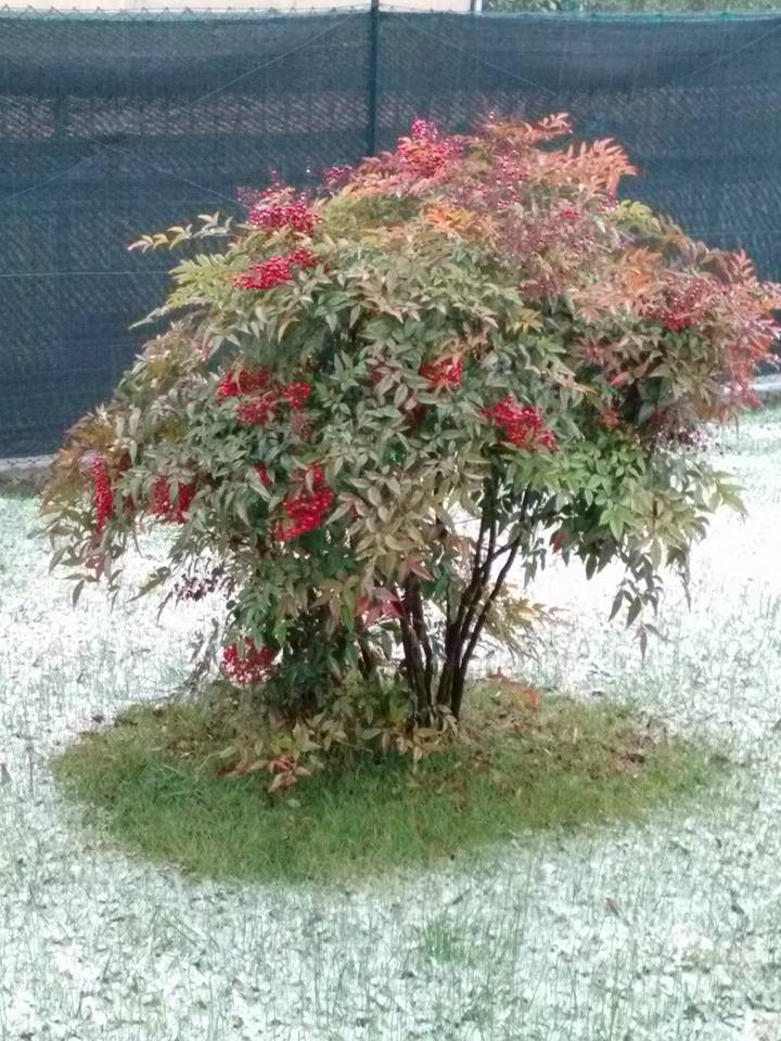 Neve, le foto di “Oggi nel Varesotto” – 2