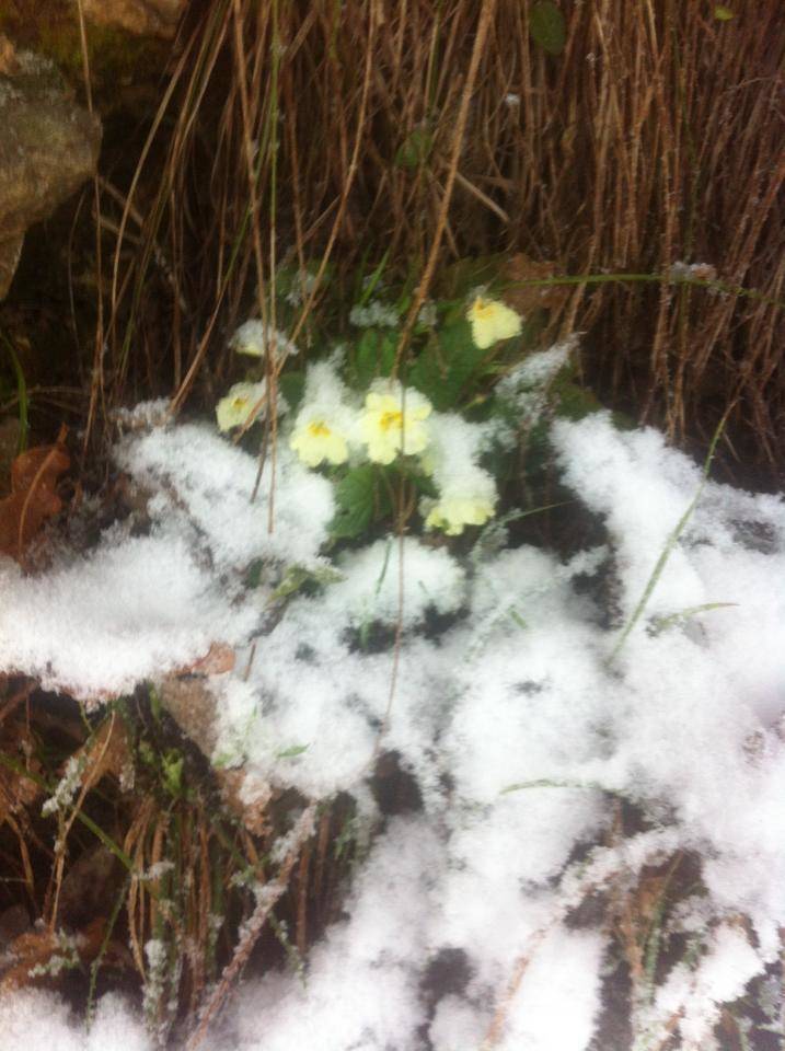 Neve, le foto di “Oggi nel Varesotto” – 2
