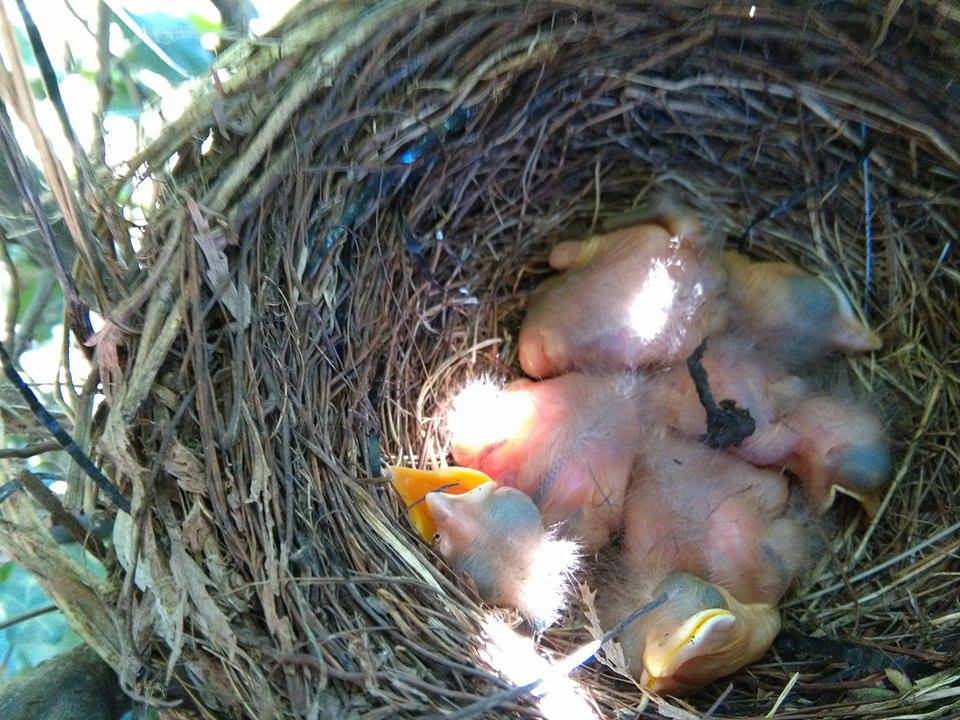 Nido di uccellini 