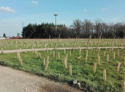 pedemontana ambiente fagnano olona