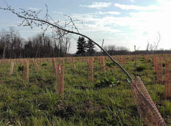 pedemontana ambiente fagnano olona