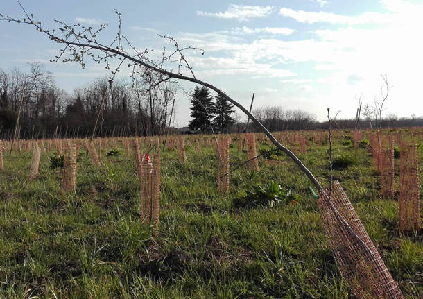 pedemontana ambiente fagnano olona