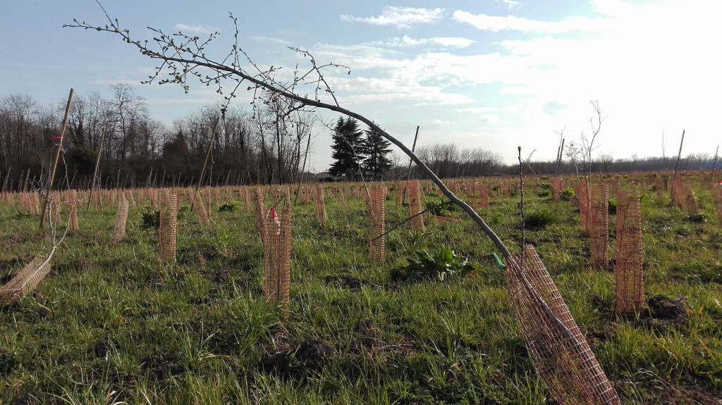 pedemontana ambiente fagnano olona