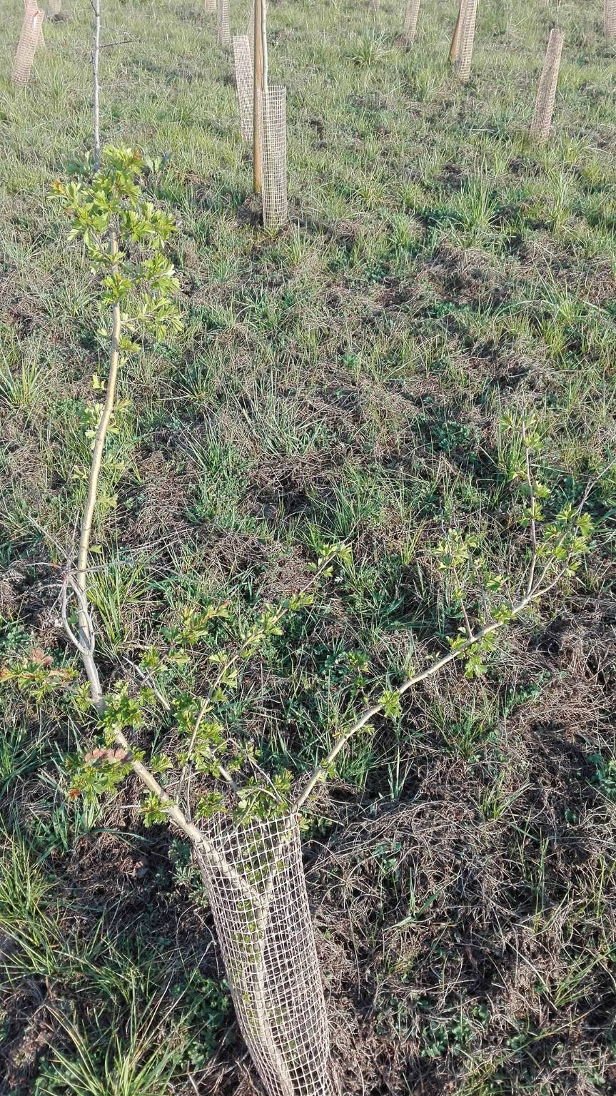 pedemontana ambiente fagnano olona