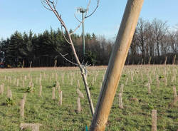 pedemontana ambiente fagnano olona