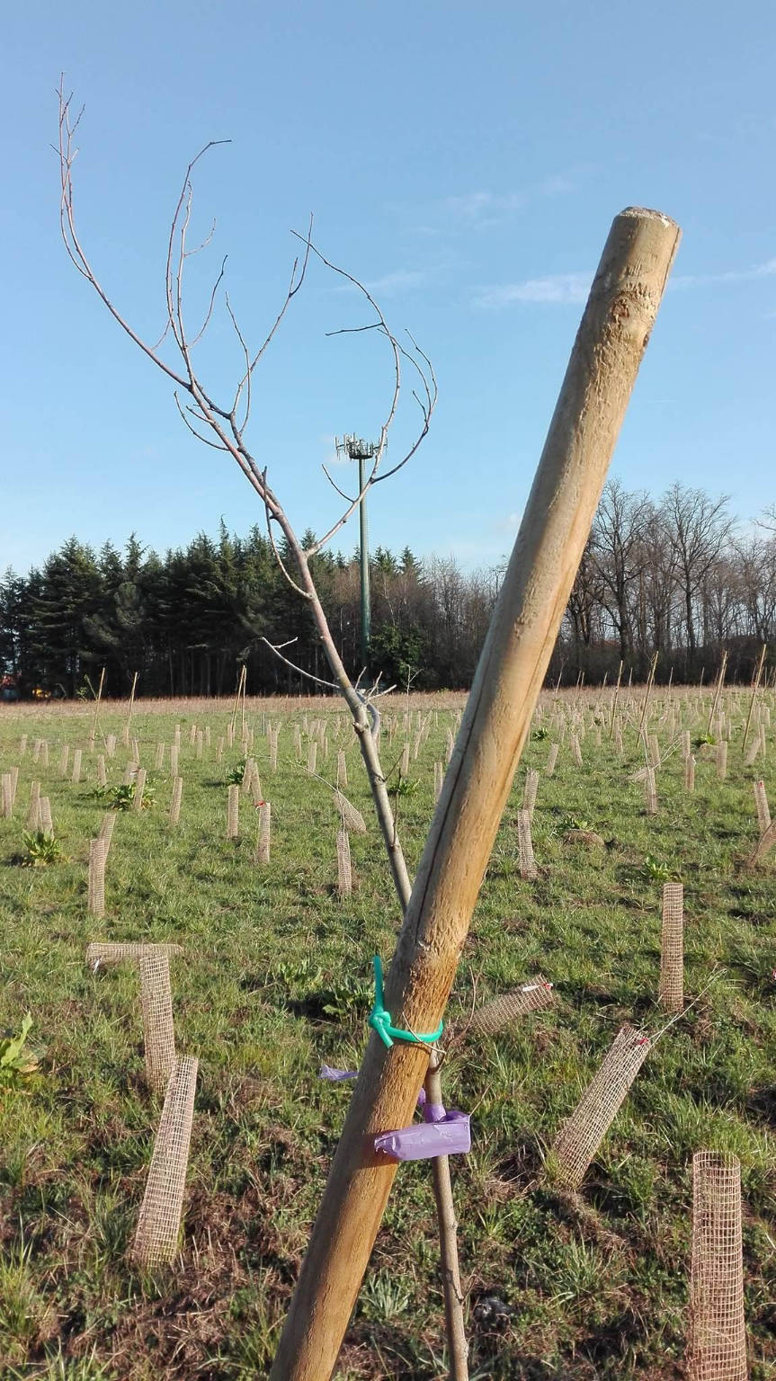 pedemontana ambiente fagnano olona