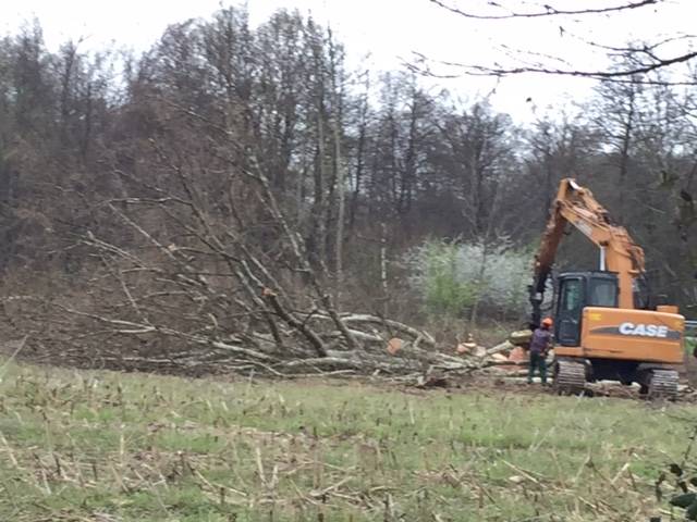 Platani tagliati sulla strada del lago
