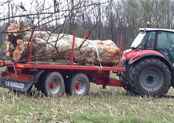 Platani tagliati sulla strada del lago