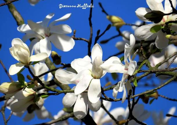 I colori della primavera