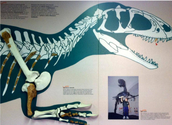 Saltriosauro