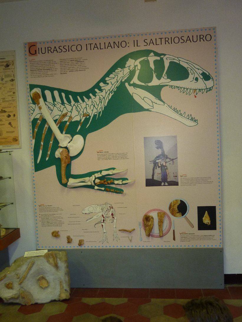Saltriosauro