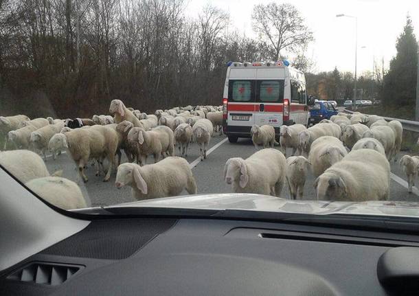 Pecore invadono la Sp1 alla Schiranna