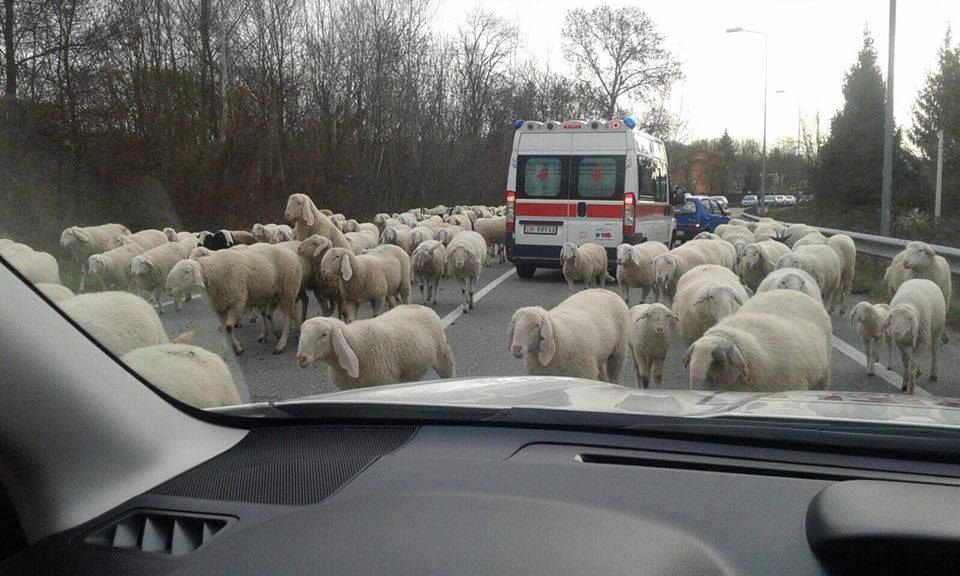 Schiranna, pecore e ambulanza sulla provinciale