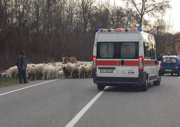 Schiranna, pecore e ambulanza sulla provinciale