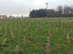 Sopra Pedemontana il cimitero di alberi rimane