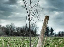 Sopra Pedemontana il cimitero di alberi rimane