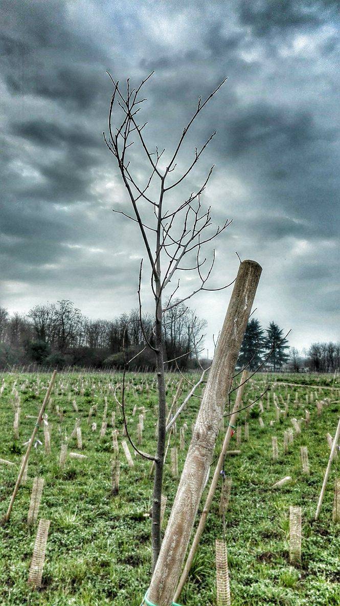 Sopra Pedemontana il cimitero di alberi rimane