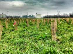 Sopra Pedemontana il cimitero di alberi rimane