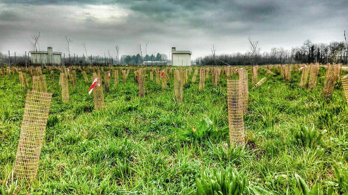 Sopra Pedemontana il cimitero di alberi rimane