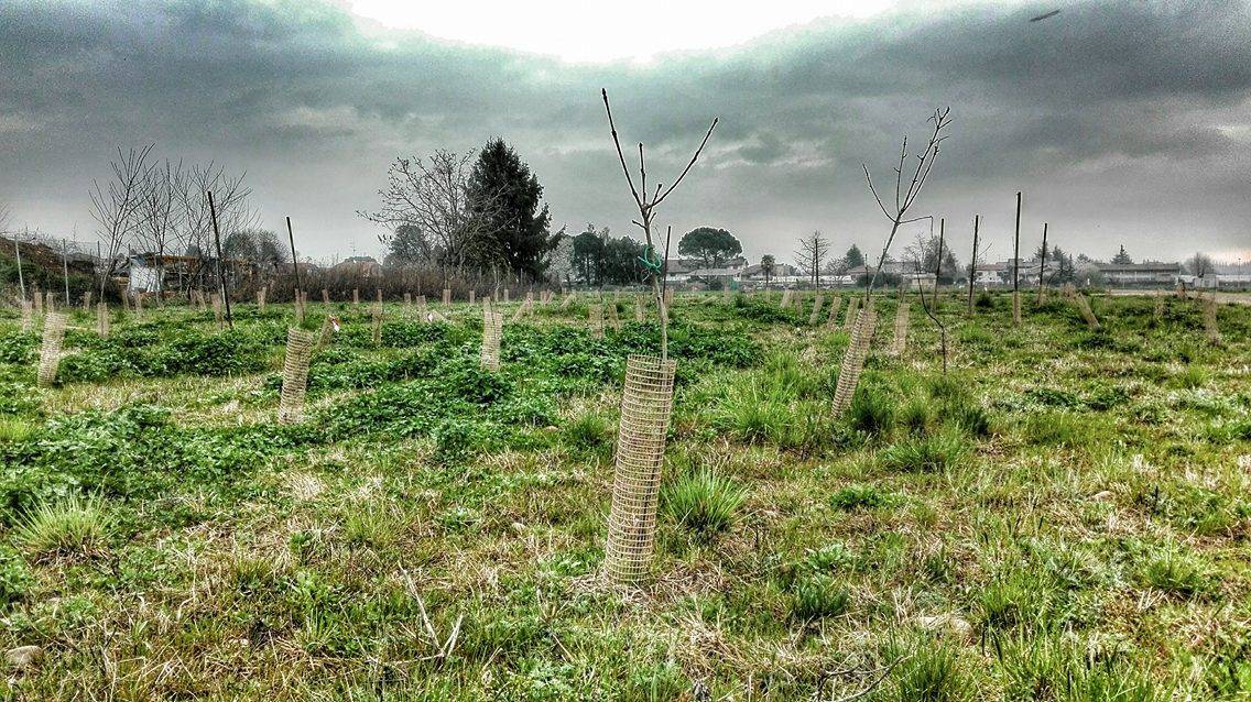 Sopra Pedemontana il cimitero di alberi rimane