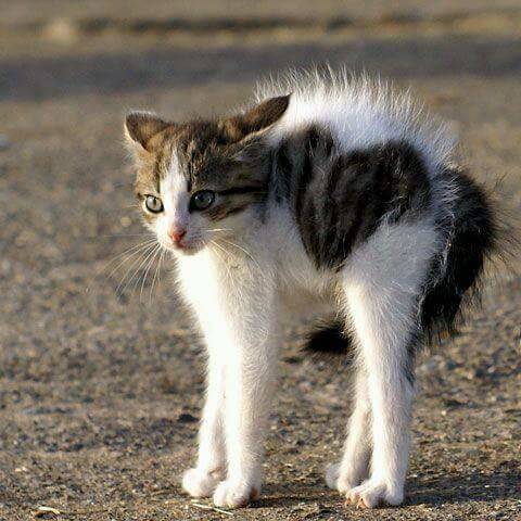 Gattino 
