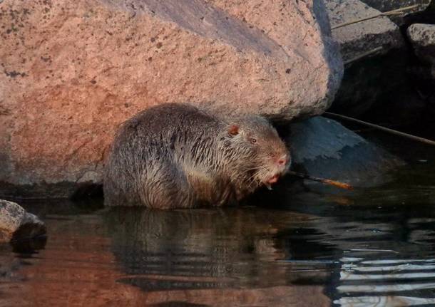 Nutria