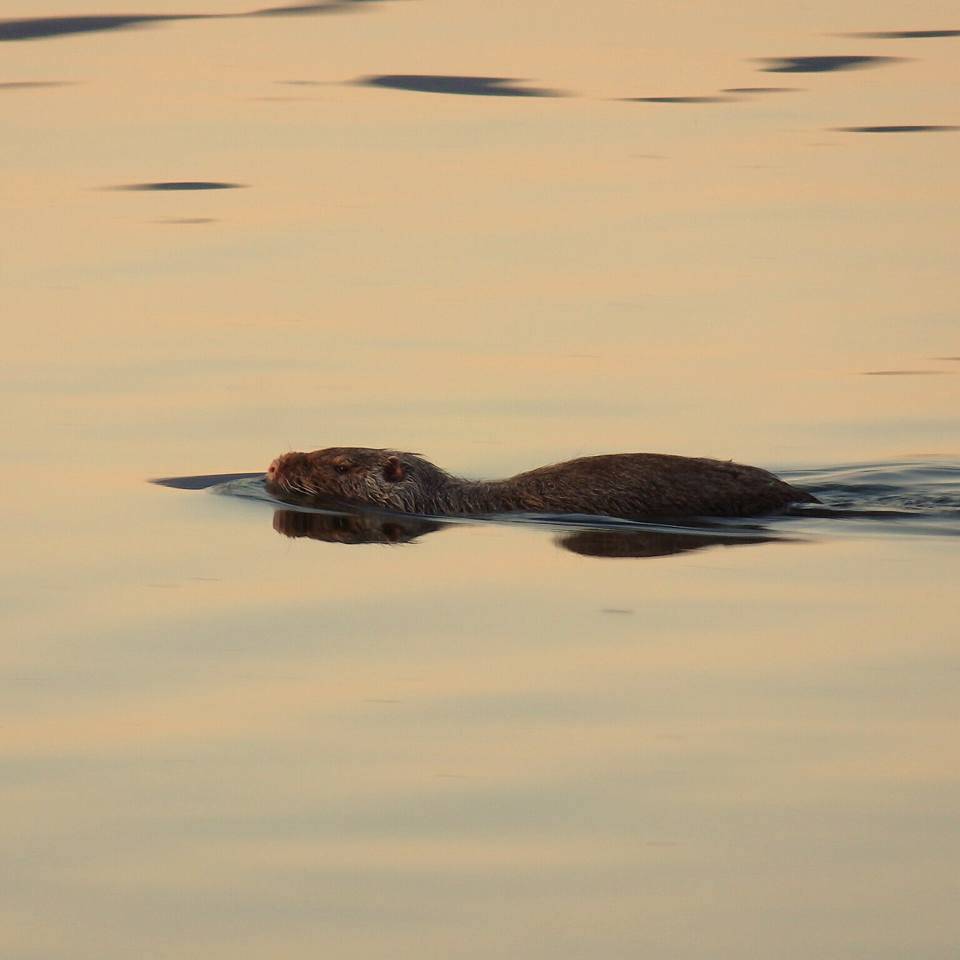 Nutria 
