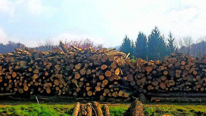 Legno o liquirizia?