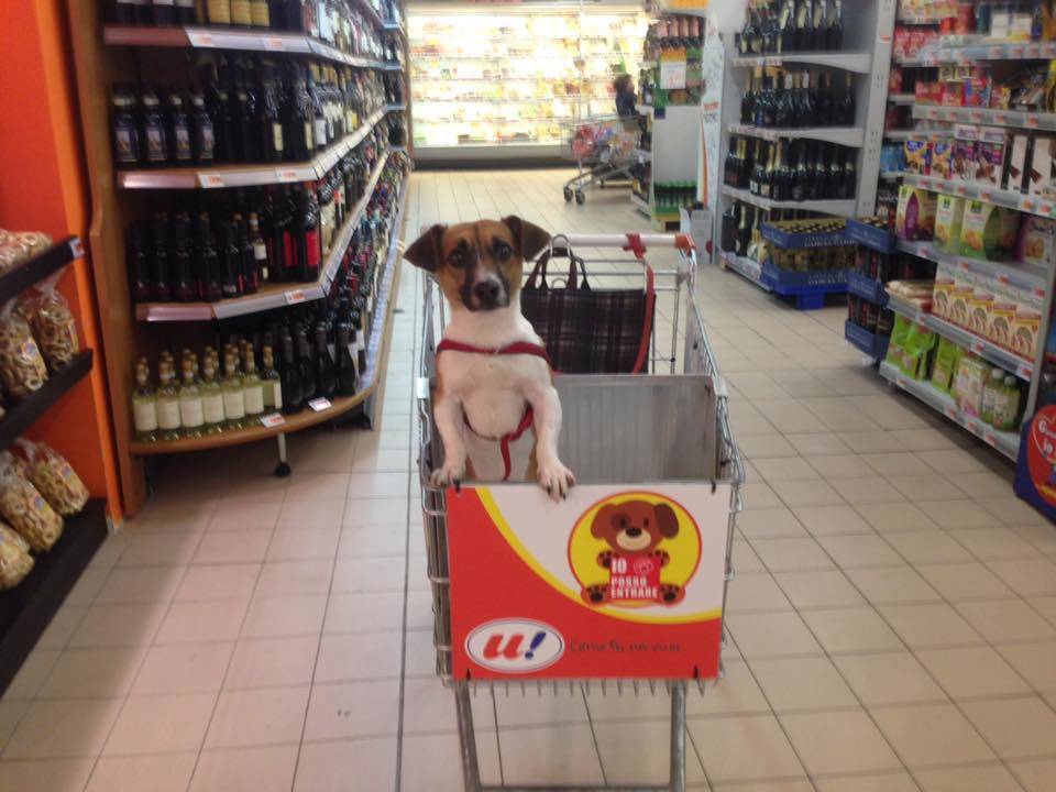 a luino il supermarket col carrello per cani