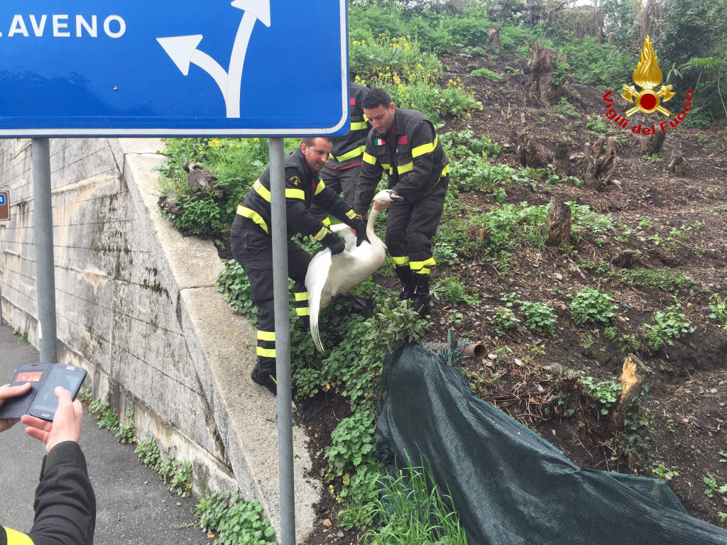 aprile 2016 liberato cigno a luino