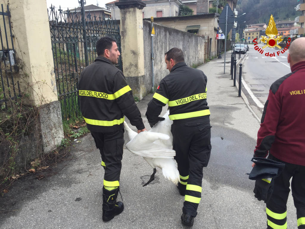 aprile 2016 liberato cigno a luino