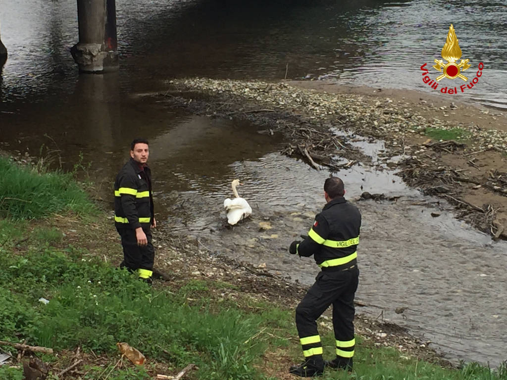 aprile 2016 liberato cigno a luino