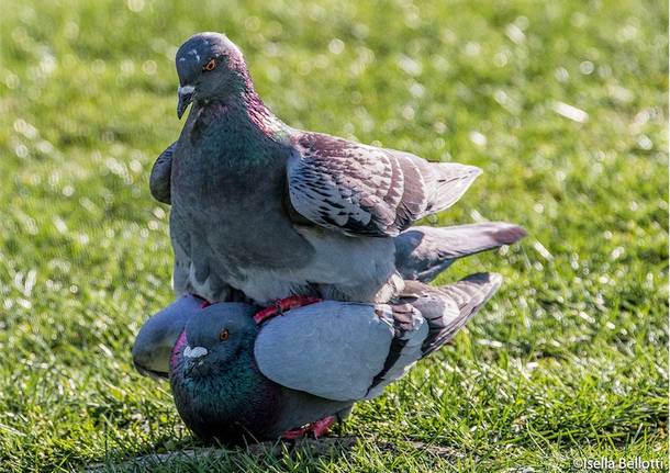 Spara con un fucile ad aria compressa per scacciare i piccioni dalla  grondaia