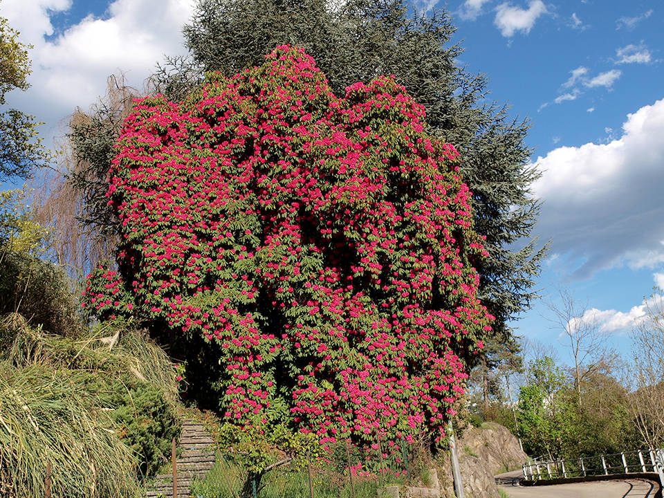 Rododendro in fiore