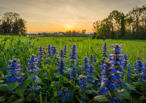Tramonto in Boschina