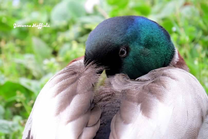 Cigni e Anatre - Foto di giovanna maffioli